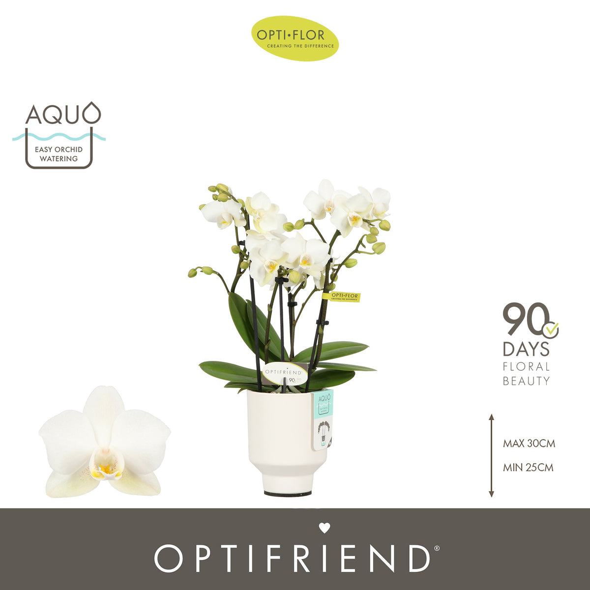 Phalaenopsis multiflora white 25cm 7cm Pot