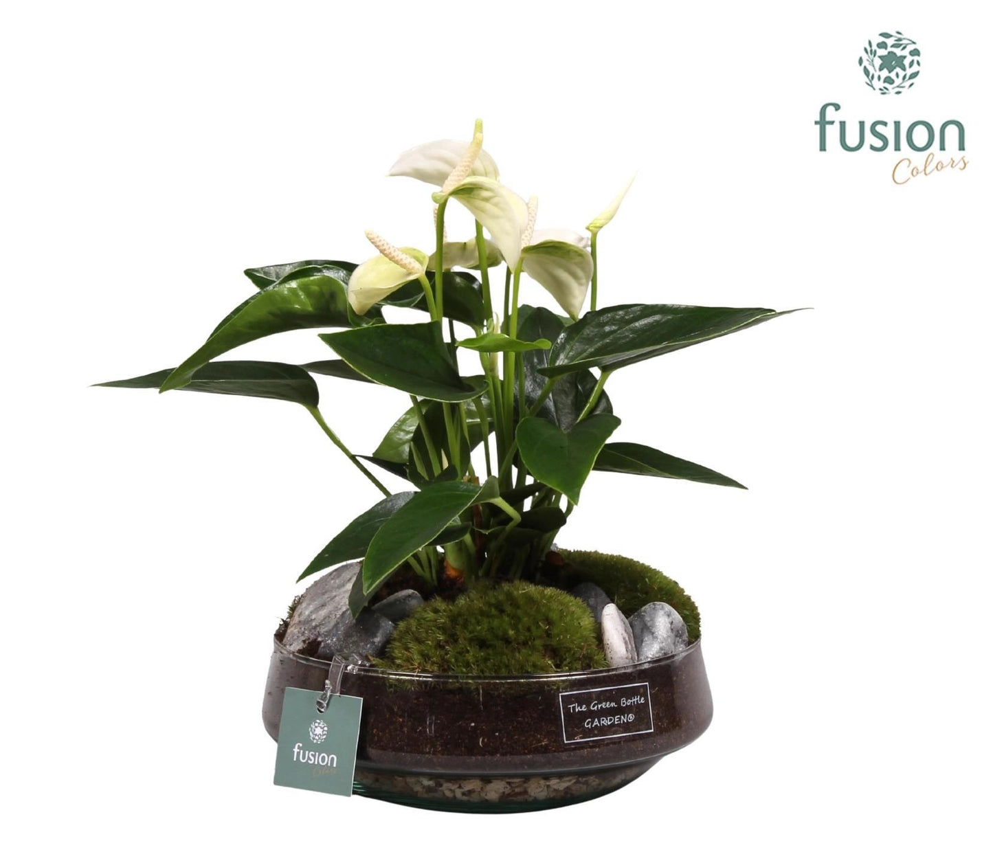 Green Bottle Iris Medium met anthurium wit 29cm 19cm Pot