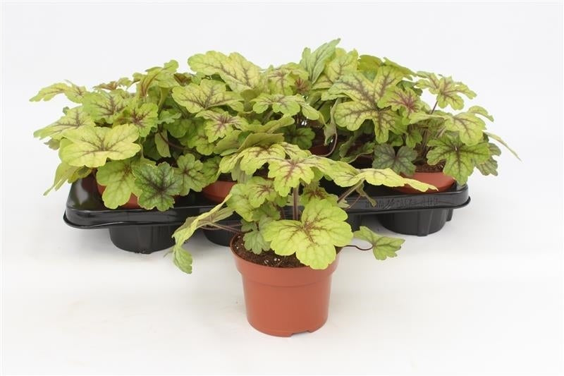 Heuchera Alabama Sunrise 17cm 13cm Pot