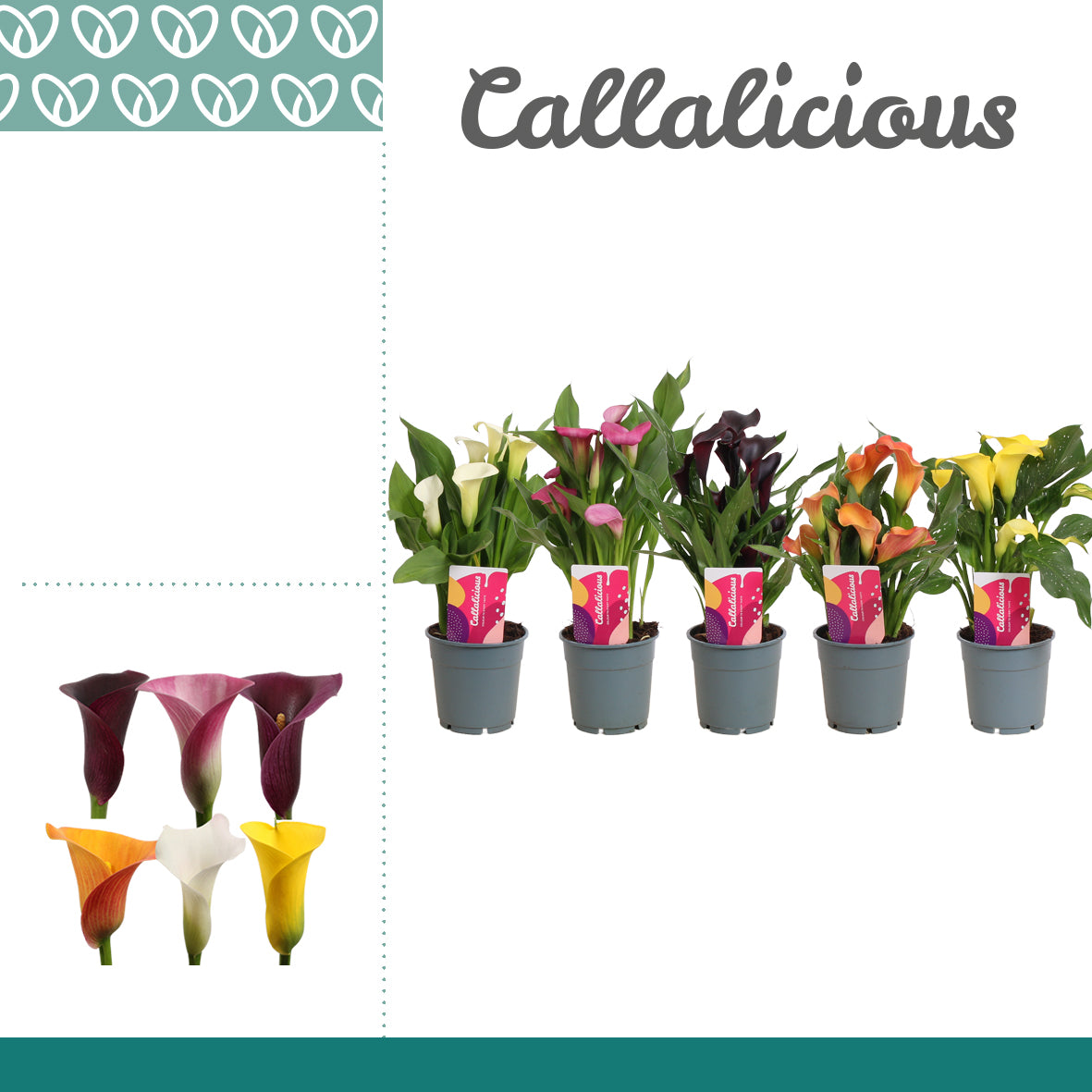 Zantedeschia mix 28cm 12cm Pot