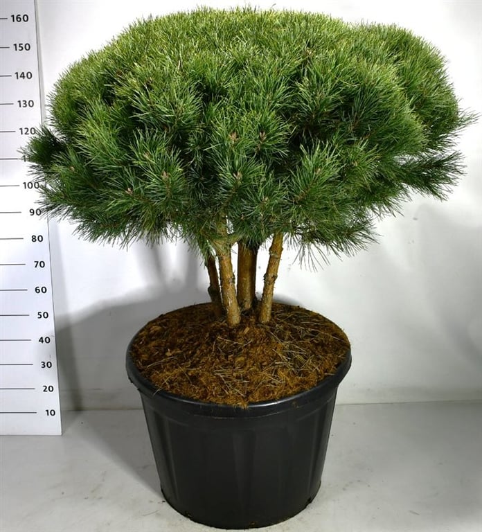 Pinus sylvestris Watereri 170cm 80cm Pot
