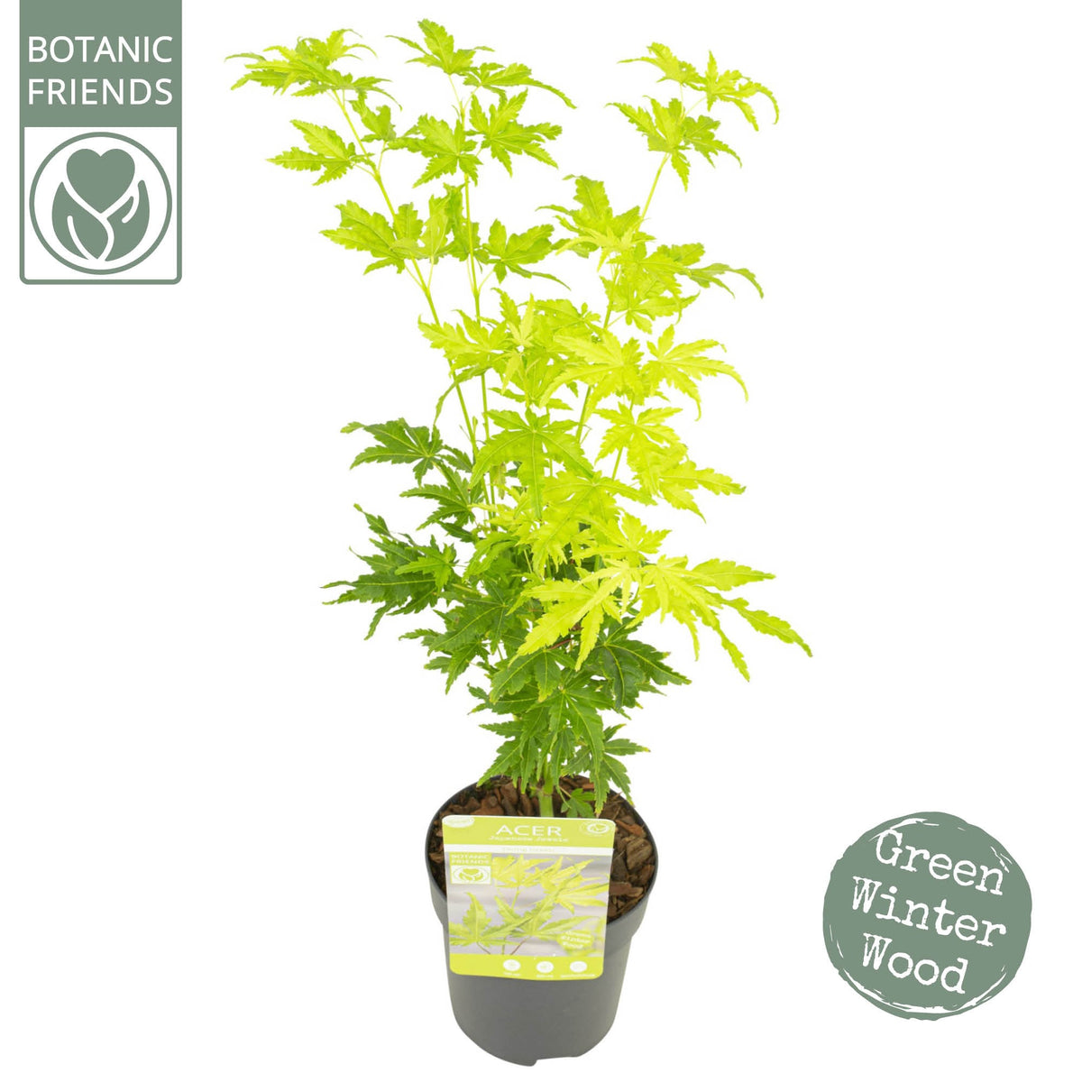Acer Going Green 40cm 10cm Pot