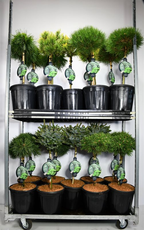 Conifer mix 90cm 32cm Pot