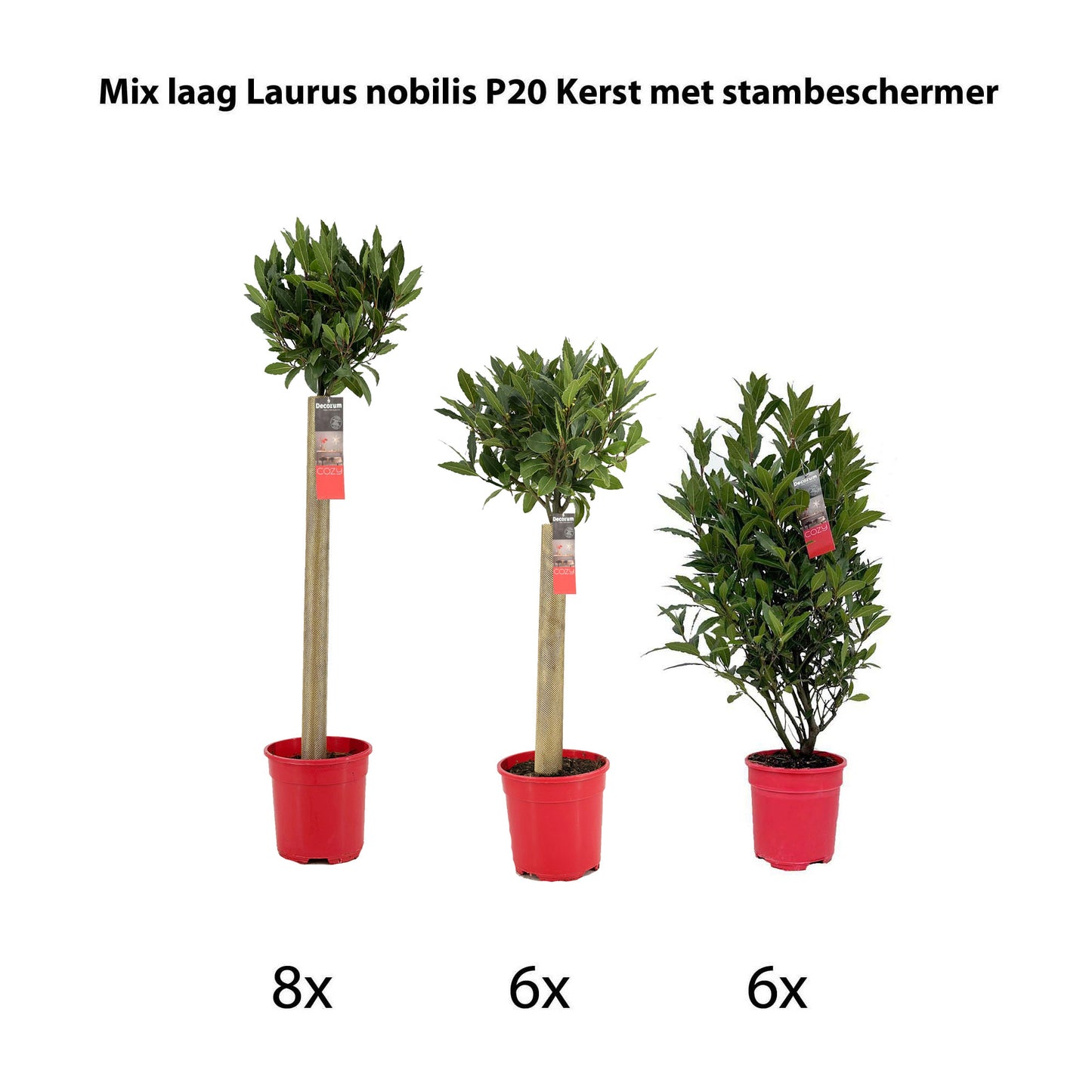 Laurus nobilis 80cm 20cm Pot