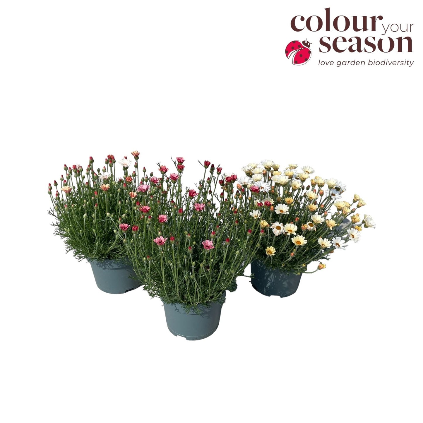 Rhodanthemum Zagora mix 35cm 19cm Pot