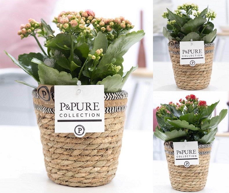 Kalanchoe Rosalina mix 27cm 12cm Pot