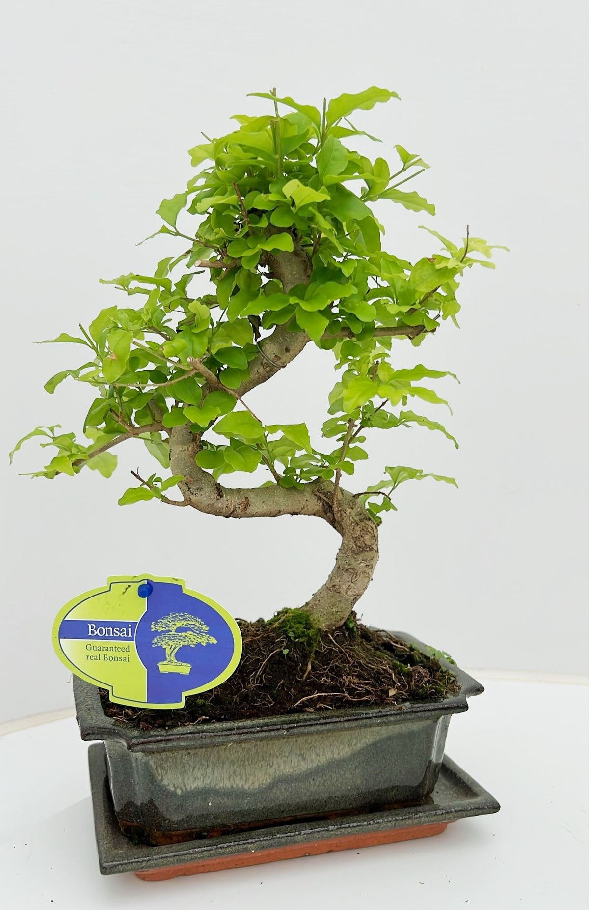 Bonsai Ligustrum 35cm 20cm Pot