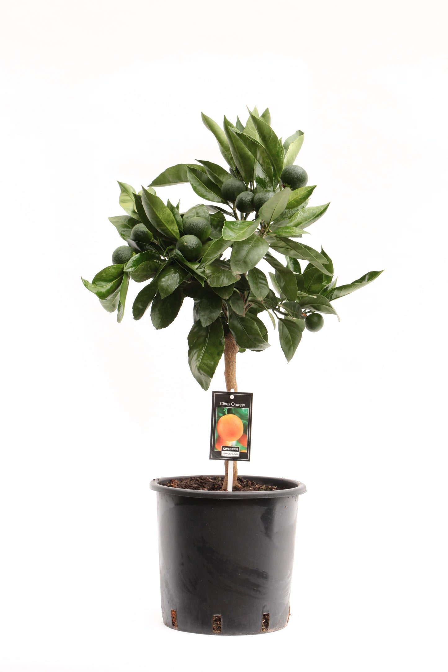 Citrus sinensis 80cm 22cm Pot