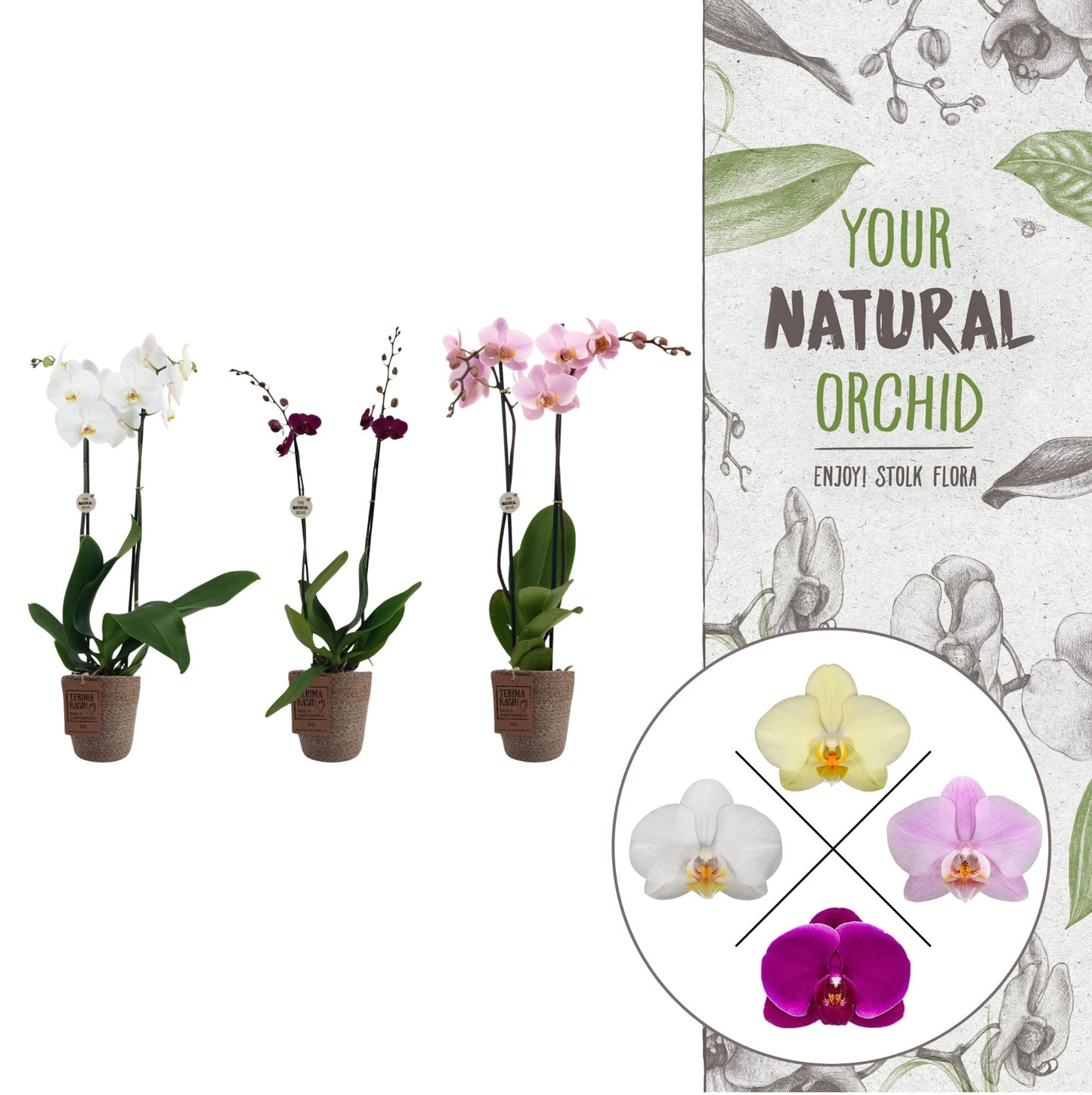 Phalaenopsis mix 60cm 12cm Pot