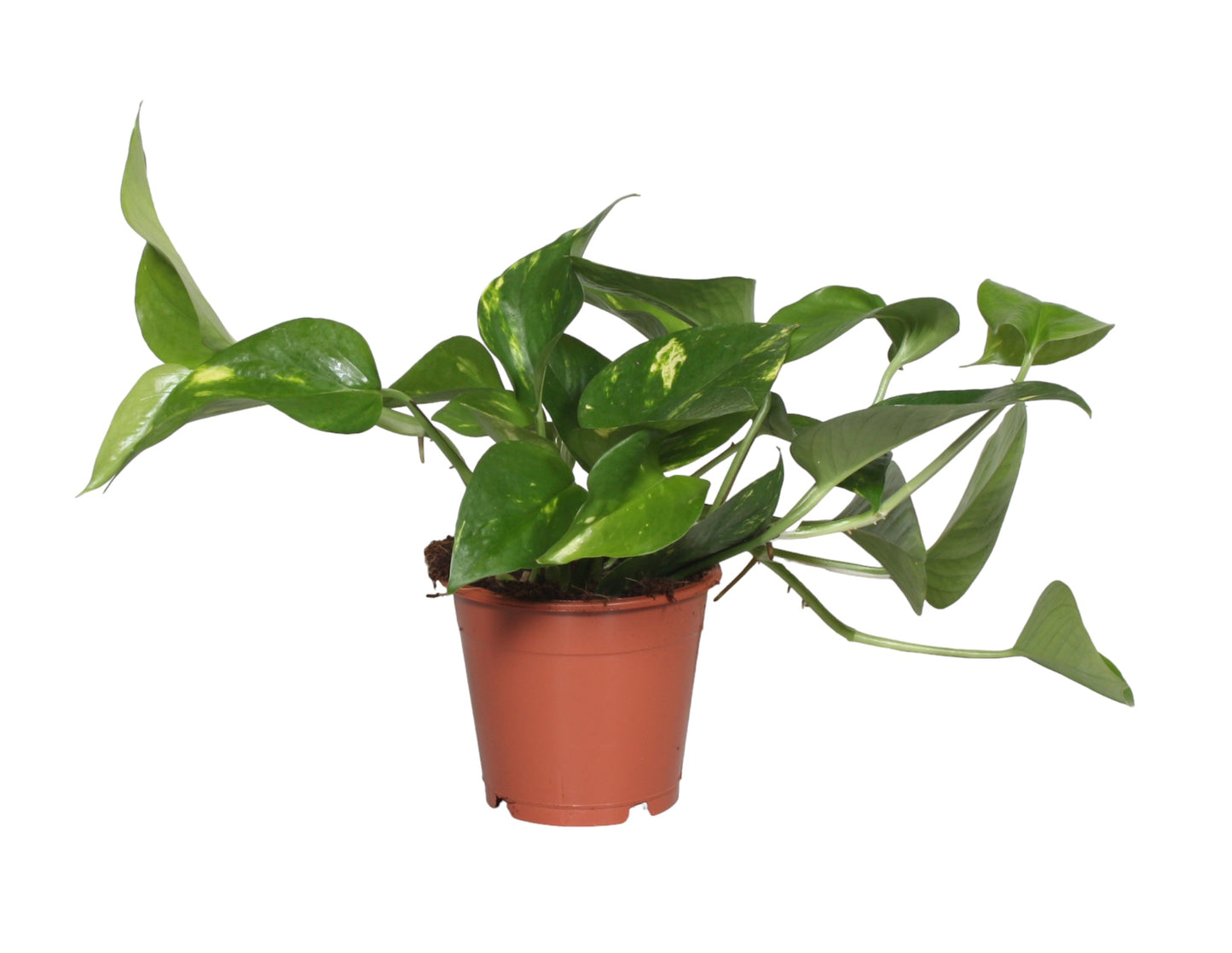 Epipremnum Aureum 15cm 12cm Pot