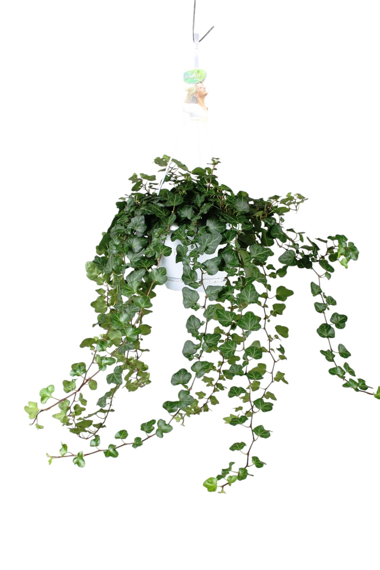 Vireo-Hedera plant BV Hedera helix Wonder Pack of 1