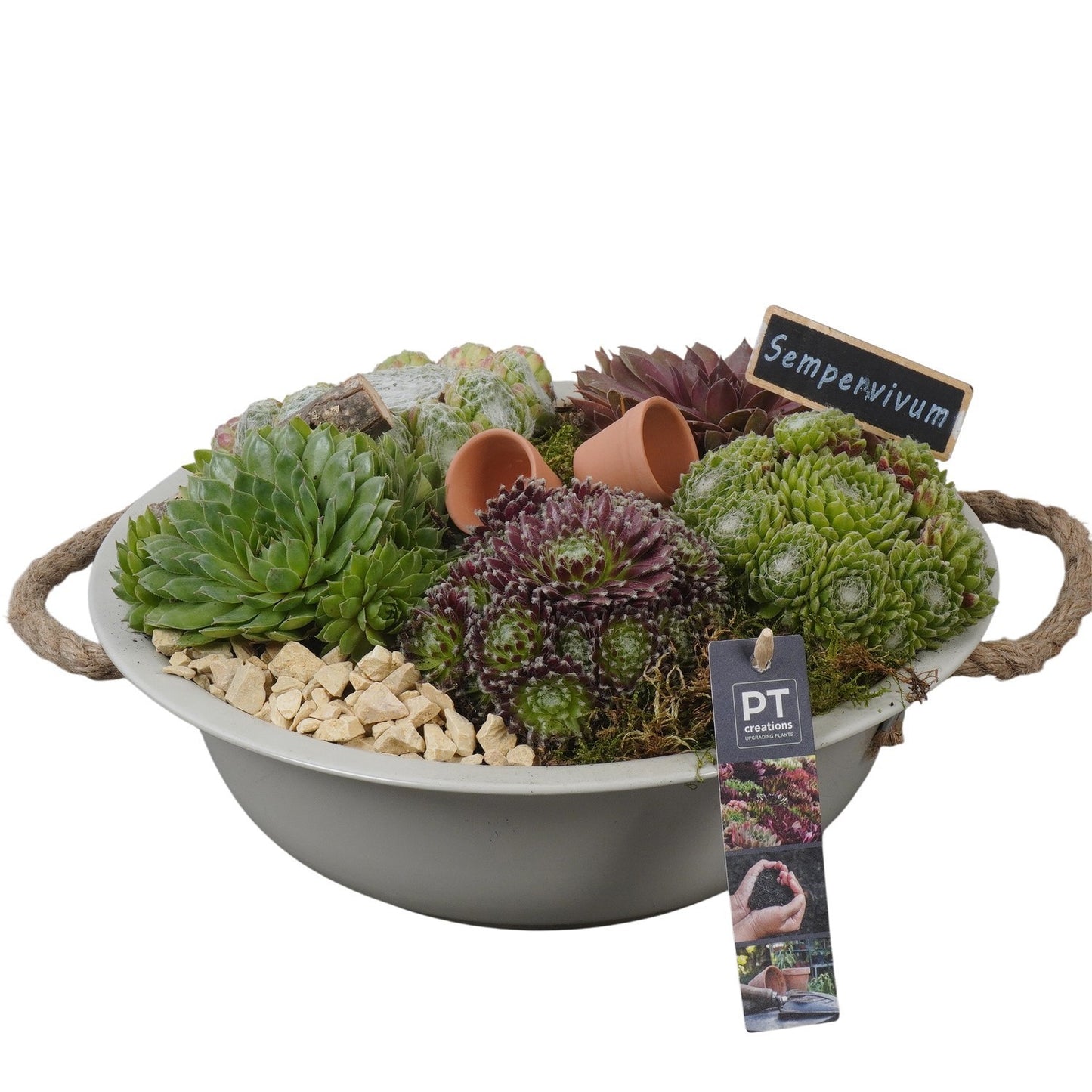 arr. Sempervivum 16cm 29cm Pot