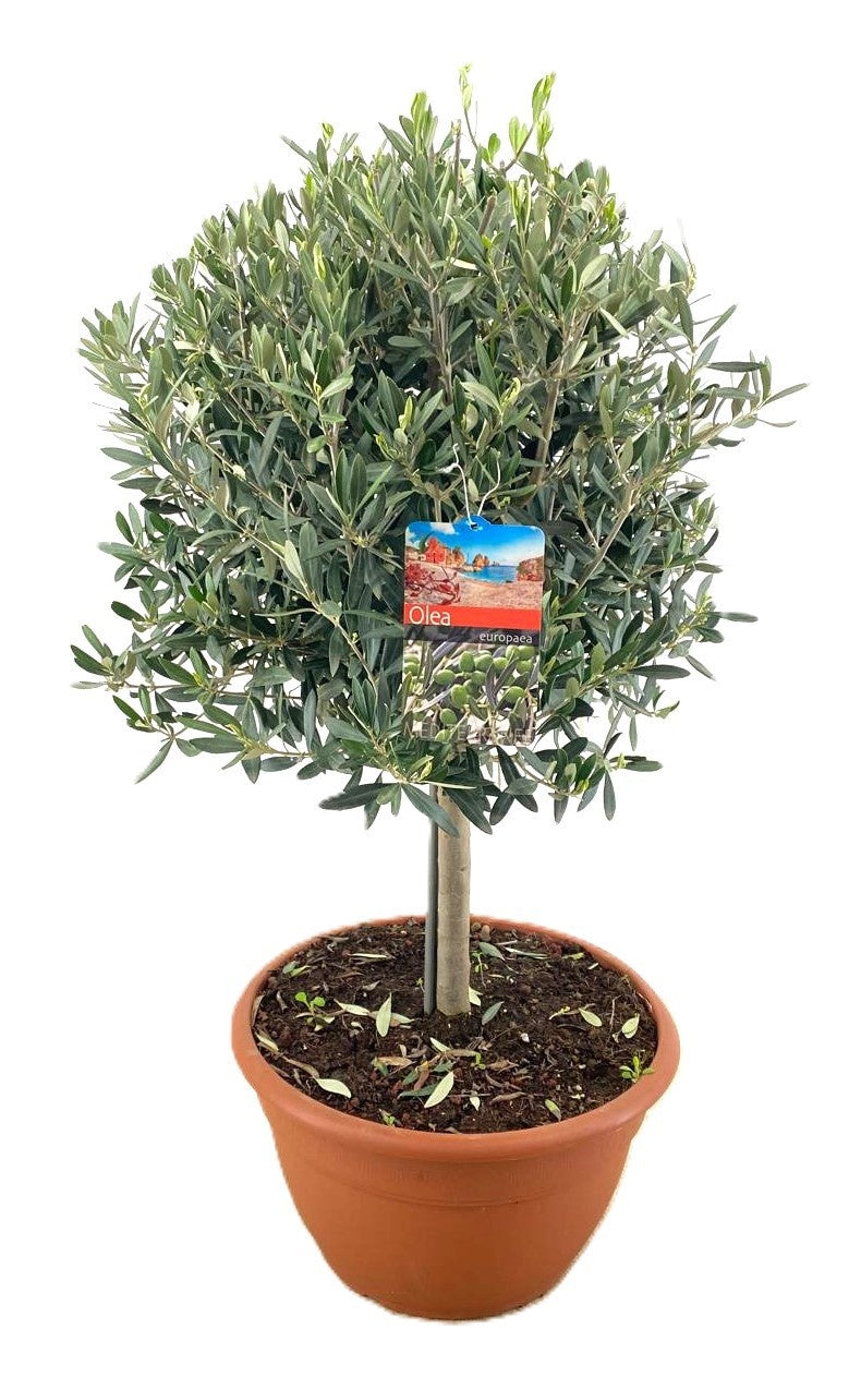 Olea europaea 150cm 40cm Pot