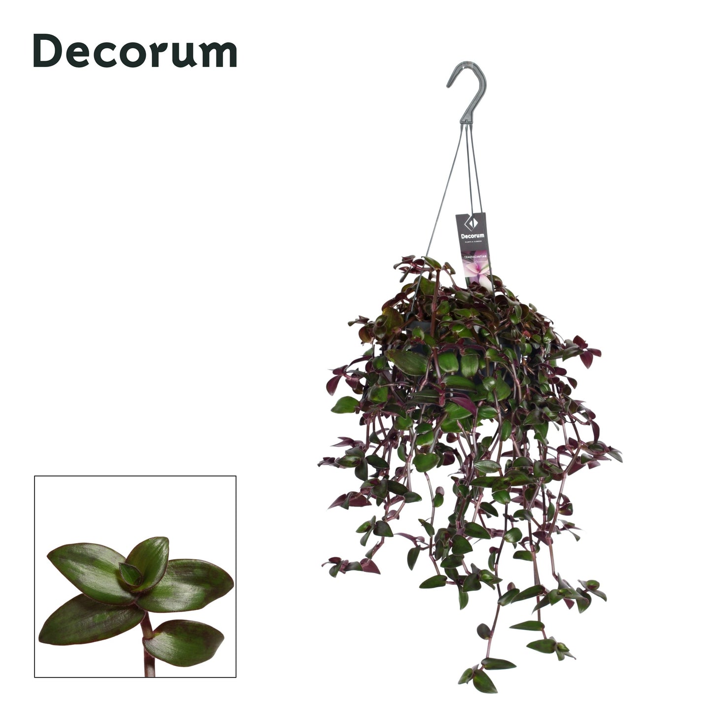Tradescantia Velvet Hill 35cm 17cm Pot