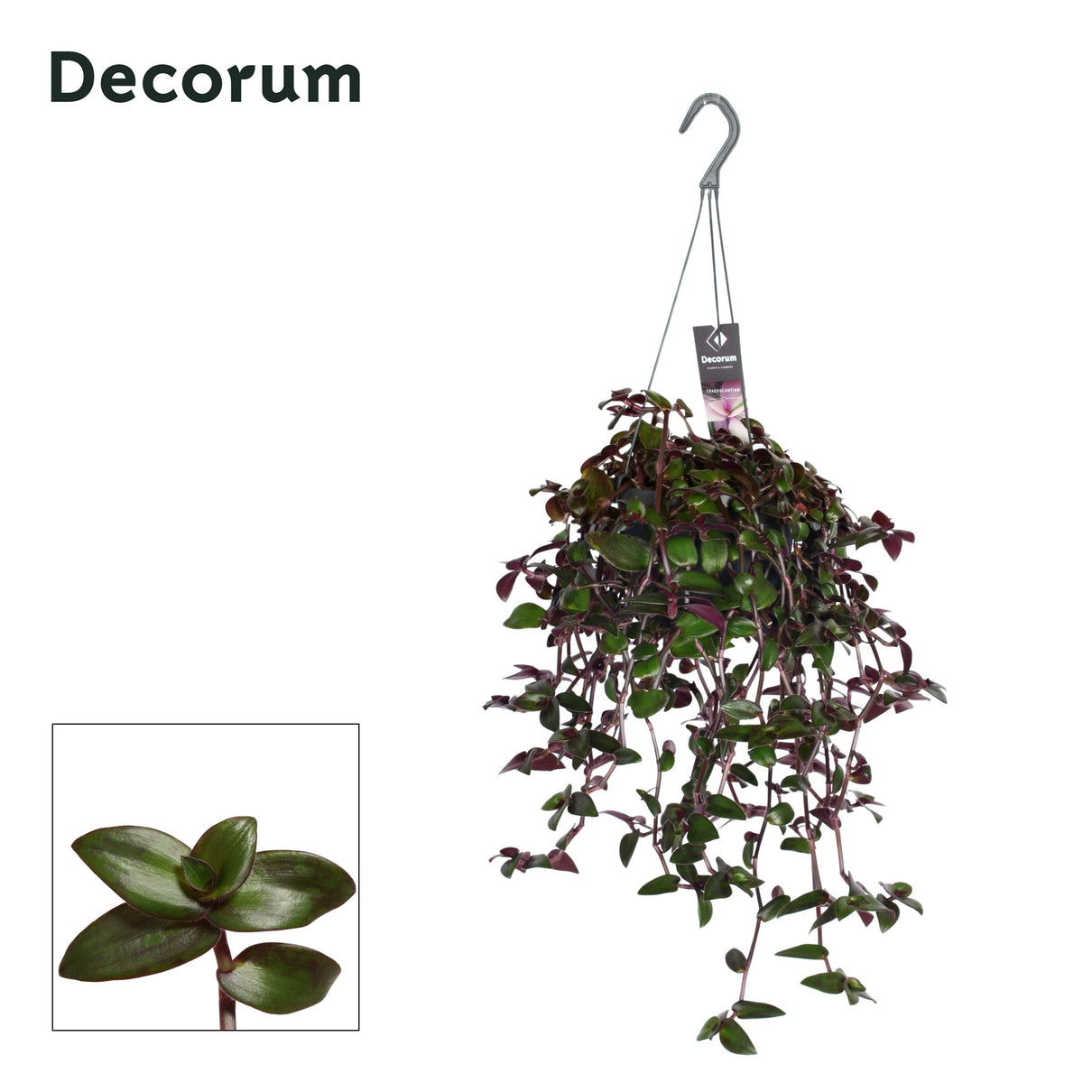 Tradescantia Velvet Hill 35cm 17cm Pot