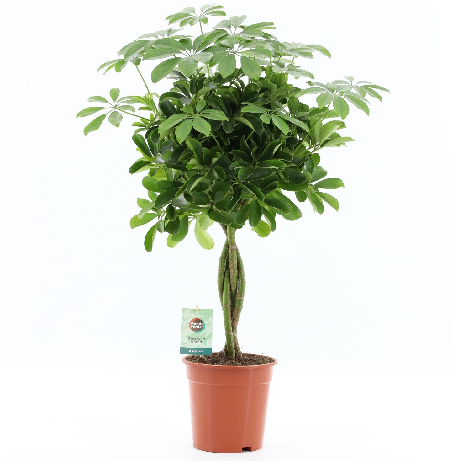 Schefflera Nora 75cm 19cm Pot
