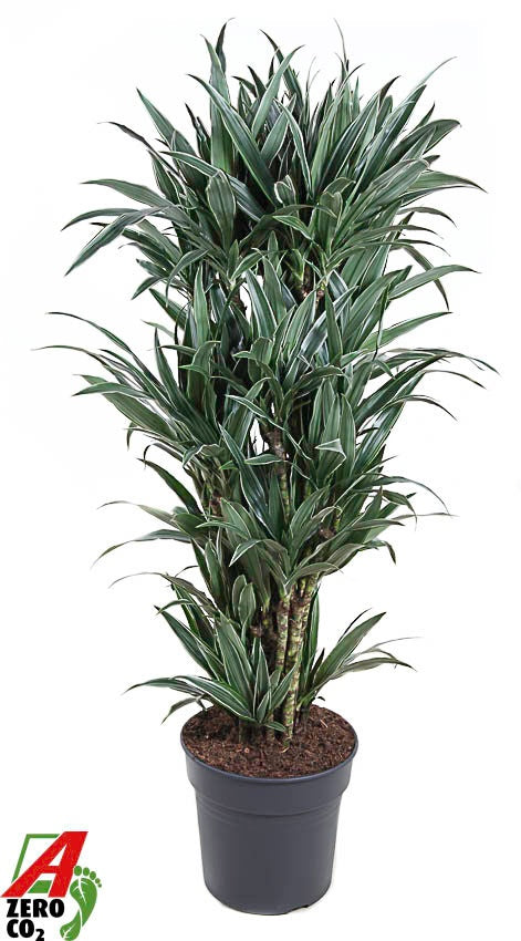 Dracaena fragrans Warneckei 130cm 31cm Pot