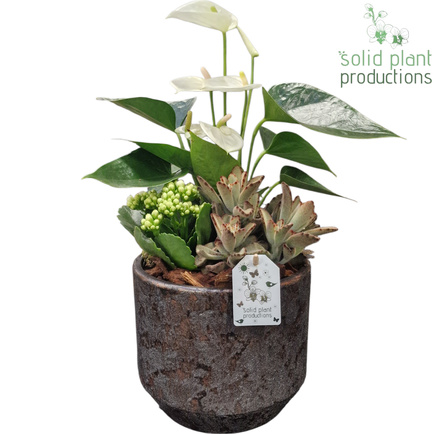 AT221 Maria Silver Pot Anthurium 45cm 19cm Pot