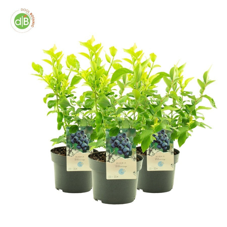 Vaccinium ("Blueberry") Bluecrop 45cm 19cm Pot