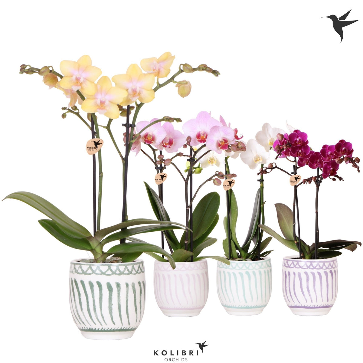 Phalaenopsis mix 40cm 9cm Pot