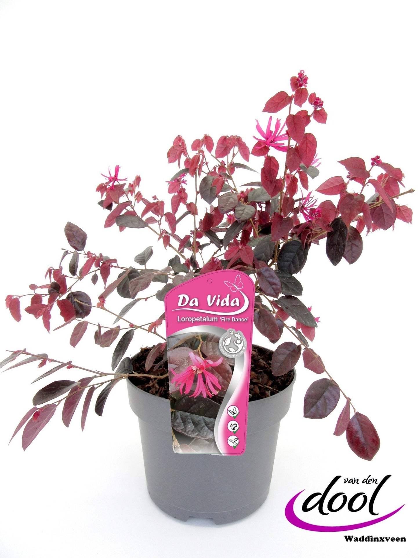 Loropetalum Fire Dance 30cm 19cm Pot