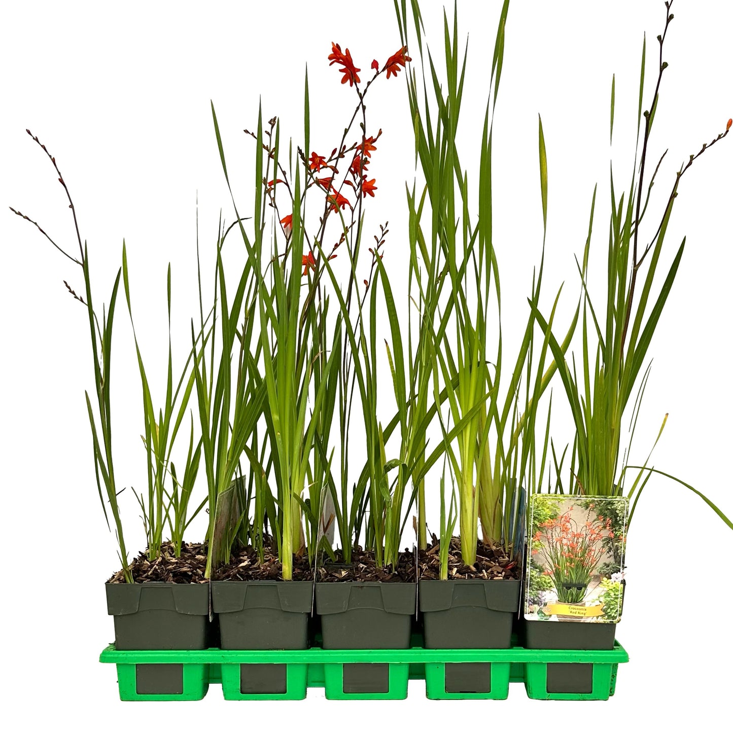 Crocosmia mix 25cm 11cm Pot
