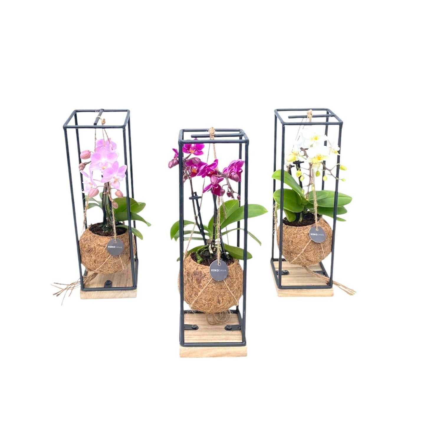 Kokoplant BV arr. Orchidee Pack of 6