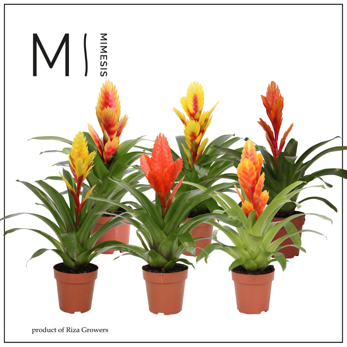 Vriesea mix 45cm 12cm Pot