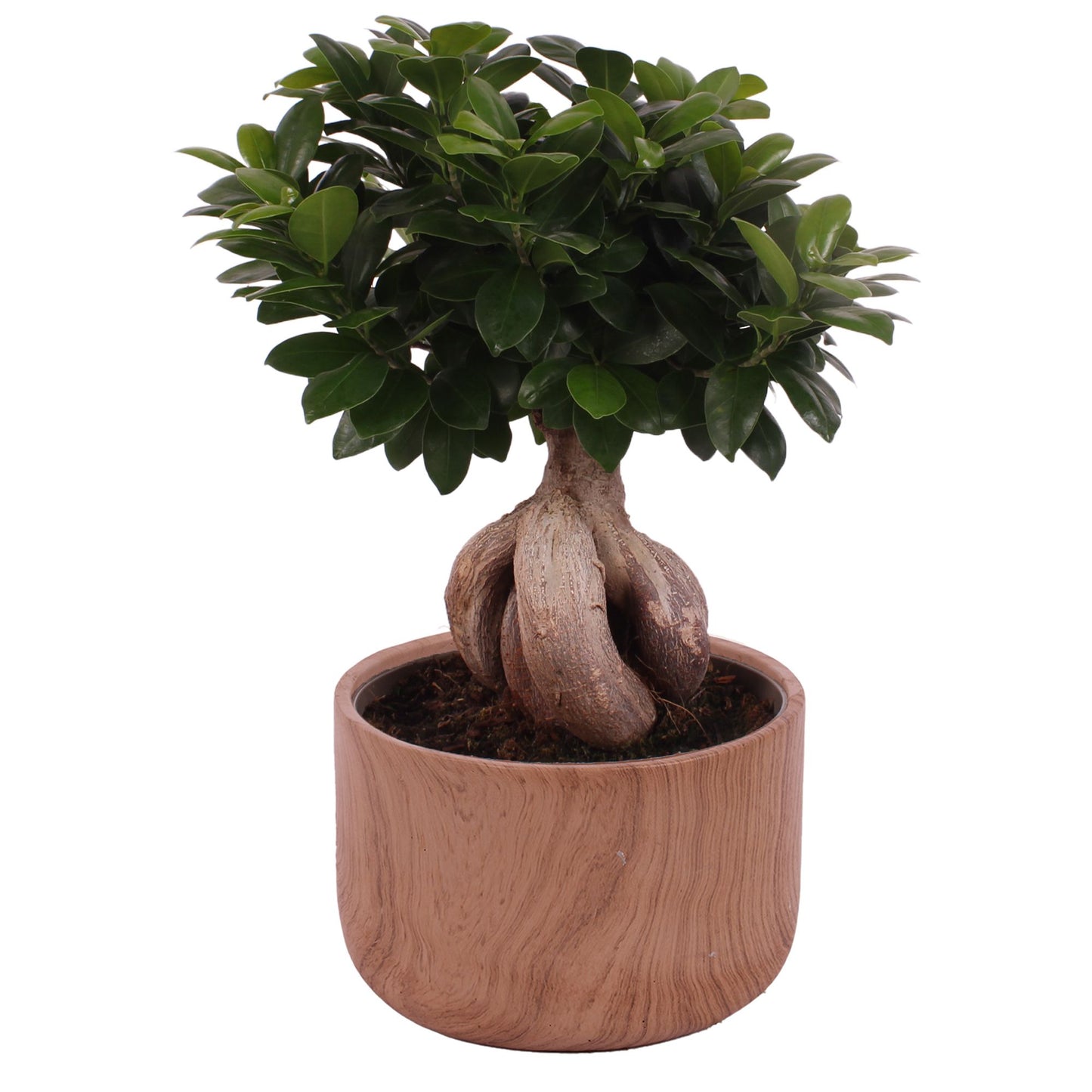 Ficus Ginseng 50cm 24cm Pot