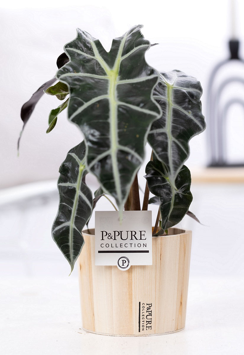 Alocasia amazonica 40cm 12cm Pot