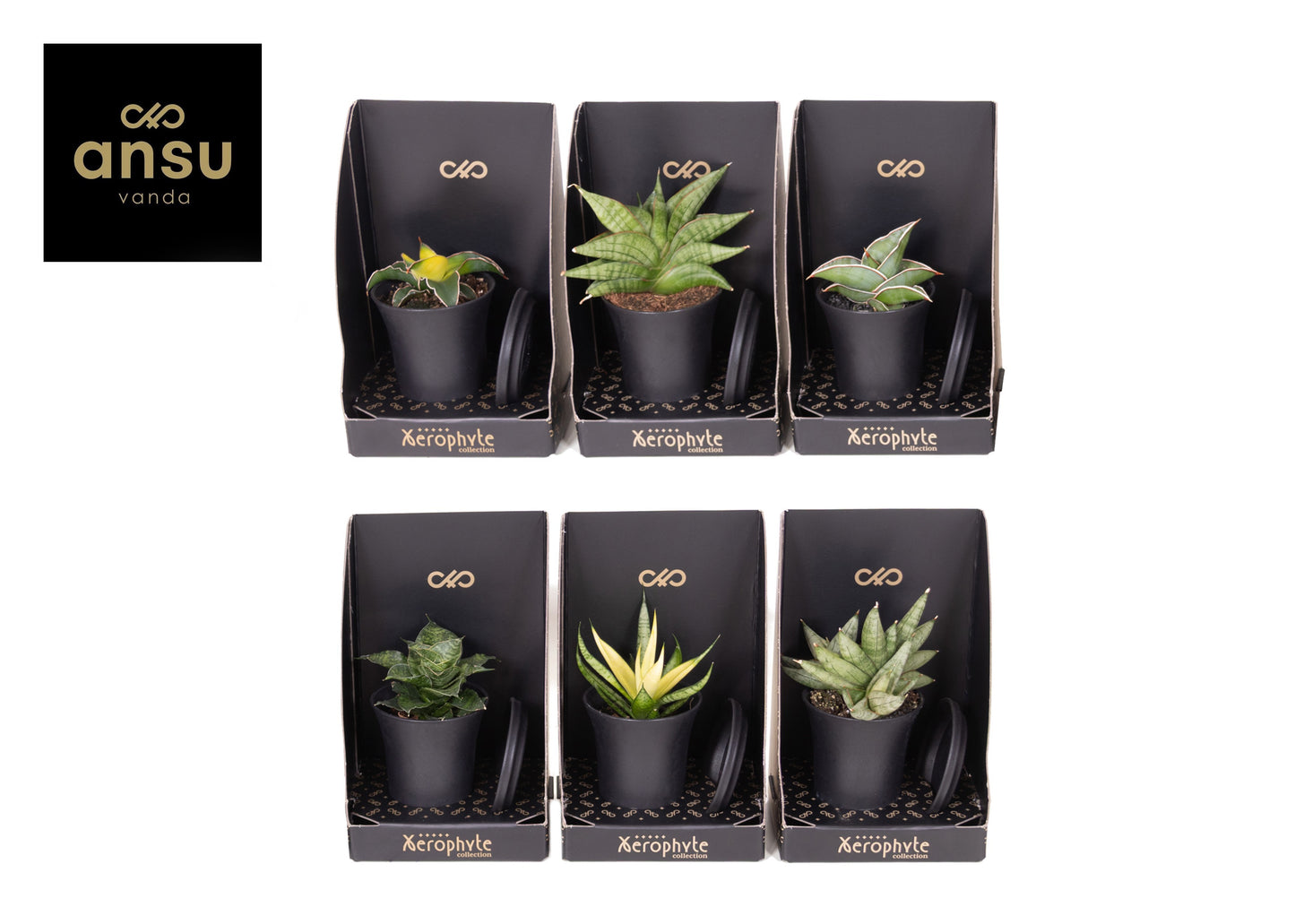 Ansu Sansevieria Pack of 6
