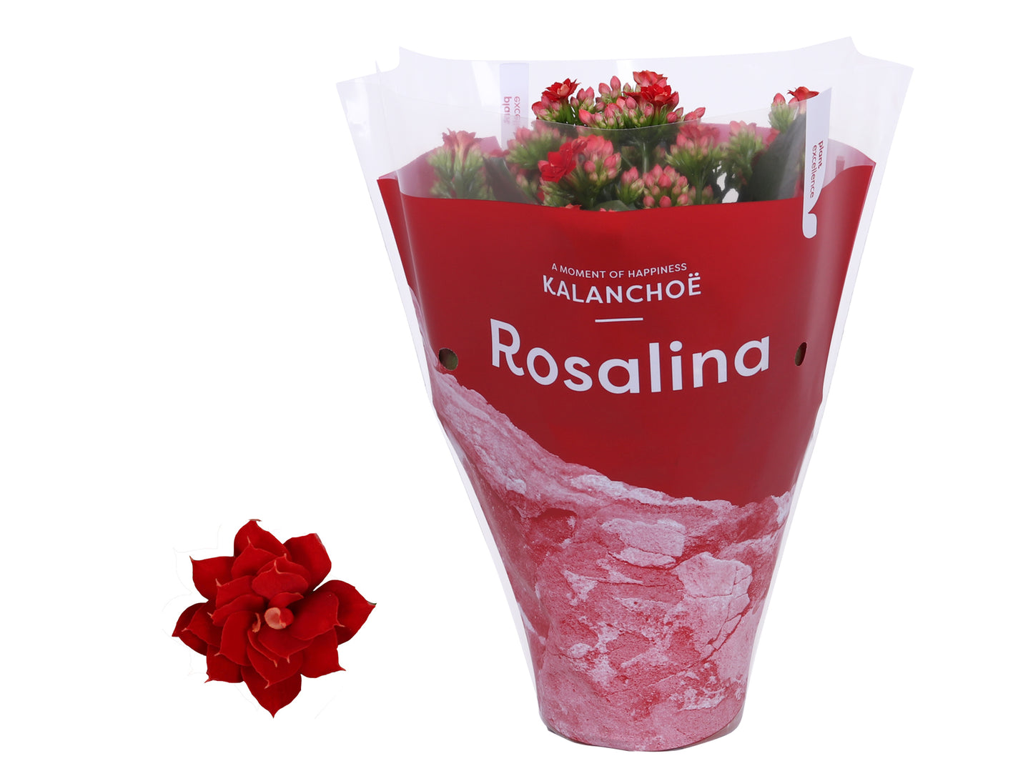 KP Holland Centraal Kalanchoe Rosalina Don Justino Pack of 10