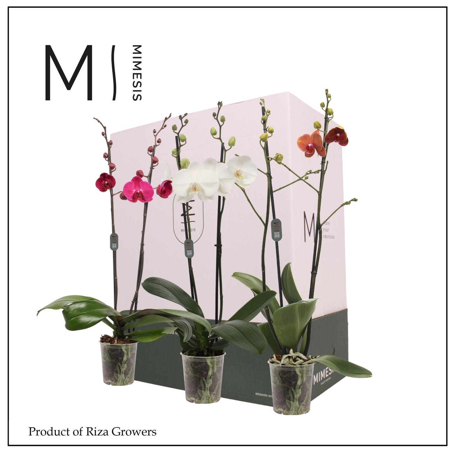 Phalaenopsis mix Mimesis 70cm 12cm Pot