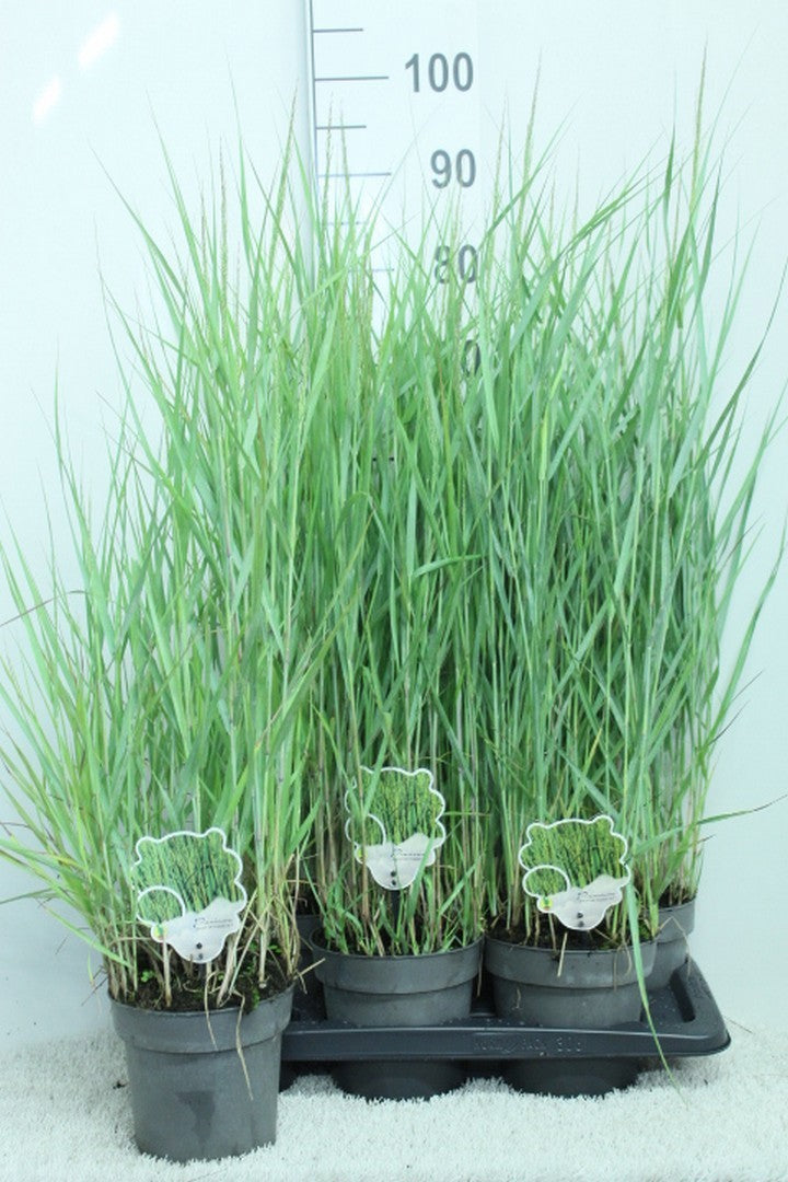 Panicum virgatum 95cm 17cm Pot