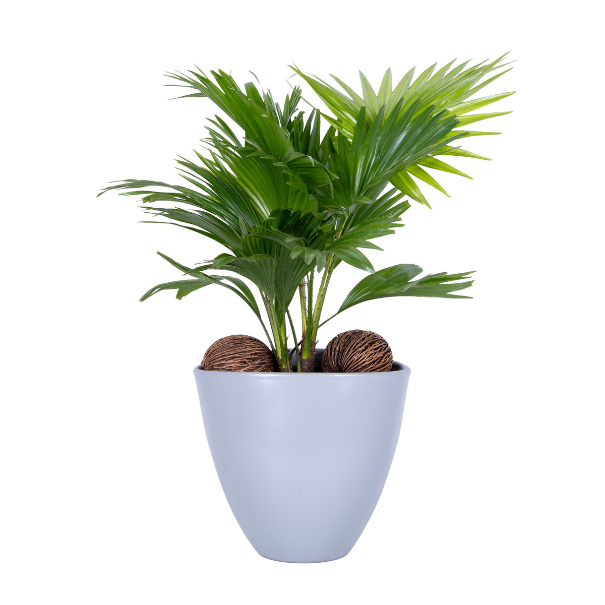Livistona rotundifolia 55cm 22cm Pot