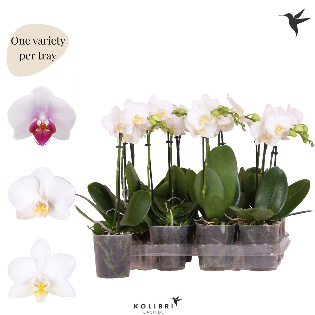 Phalaenopsis multiflora white 40cm 9cm Pot