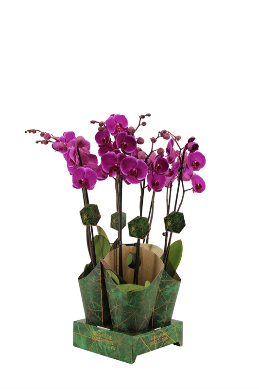 Phalaenopsis purple 60cm 12cm Pot