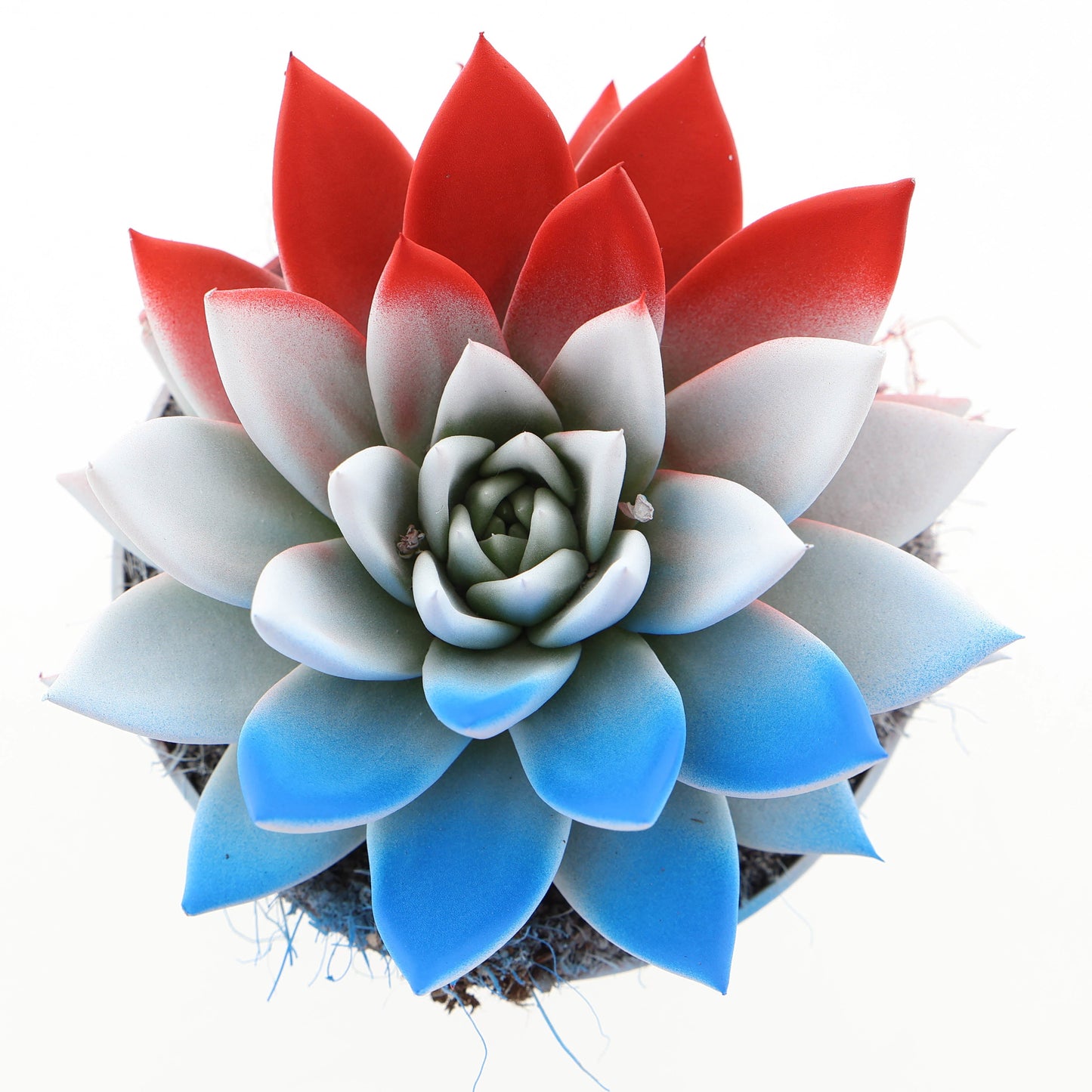 Euro Cactus Holland Bv Rainbow The Netherlands Pack of 6