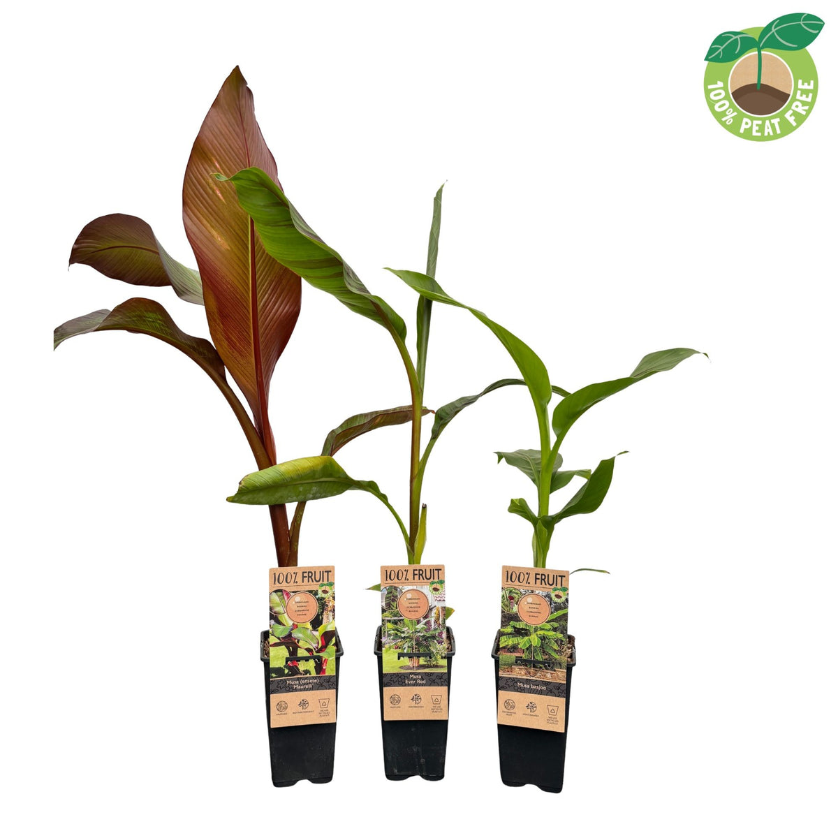 Musa mix 30cm 15cm Pot