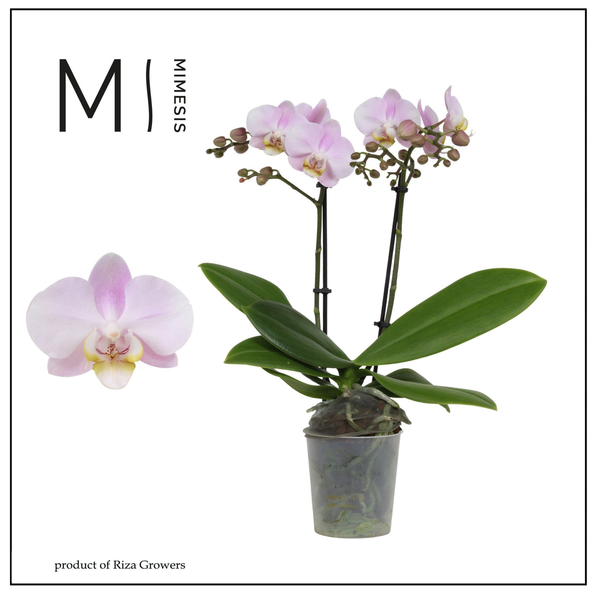 Phalaenopsis mf. Angel Eyes 40cm 9cm Pot