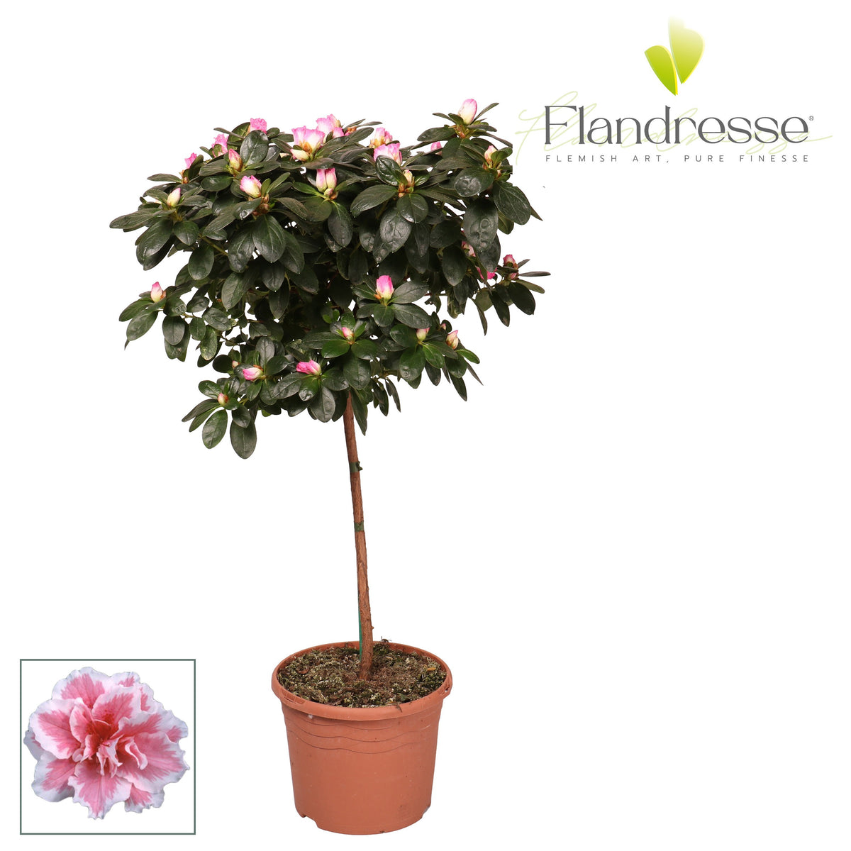 Rhododendron simsii Hülsten 65cm 19cm Pot