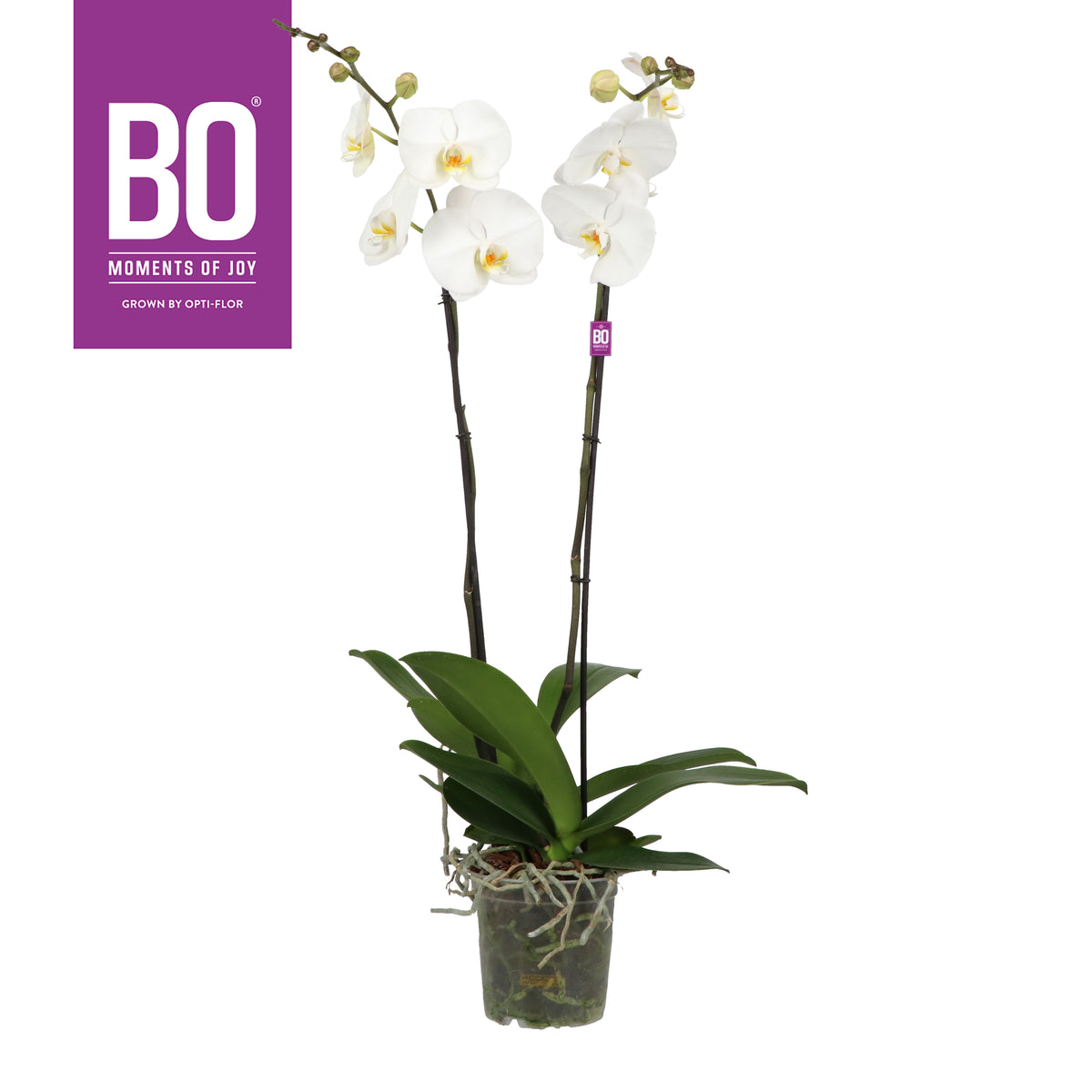 Phalaenopsis Hybrid 110cm 17cm Pot