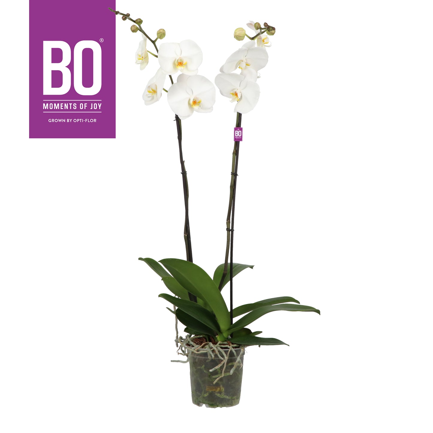 Phalaenopsis Hybrid 110cm 17cm Pot