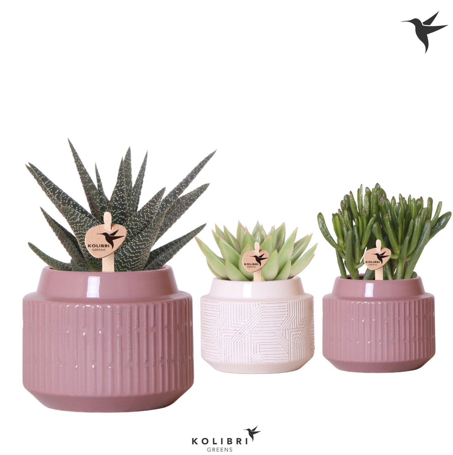 Succulent mix 20cm 9cm Pot