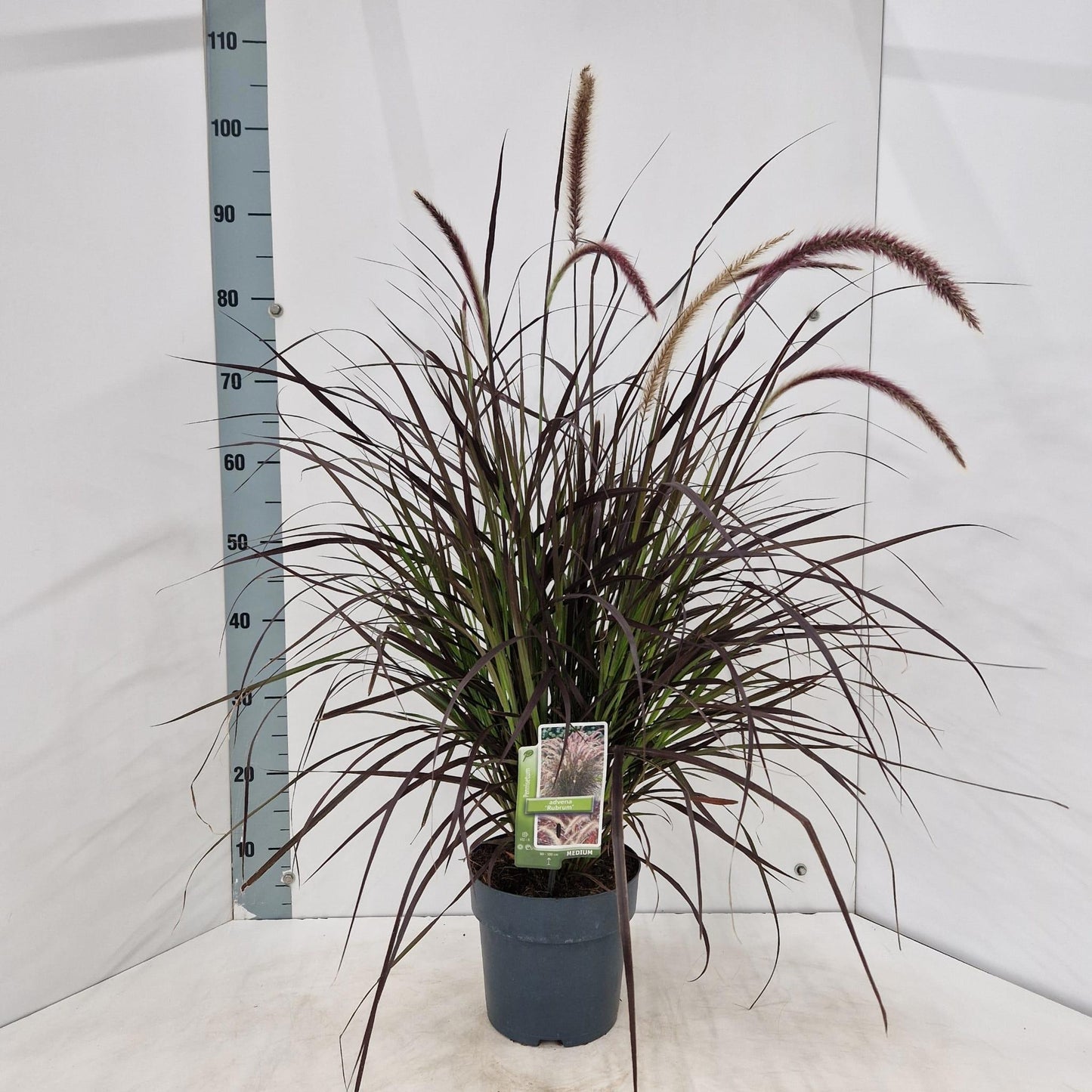 Pennisetum Hameln 85cm 19cm Pot