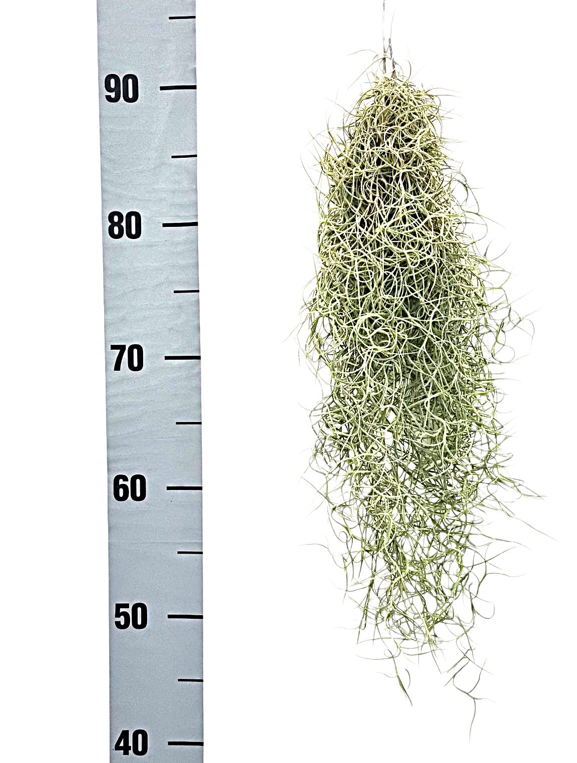 Tillandsia usneoides
