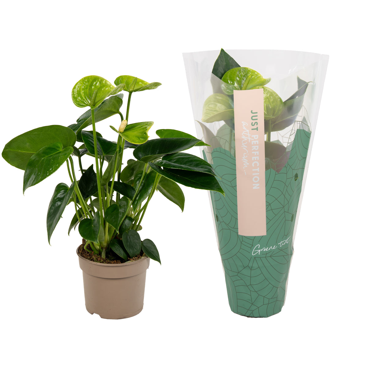 Anthurium Smaragd 25cm 9cm Pot