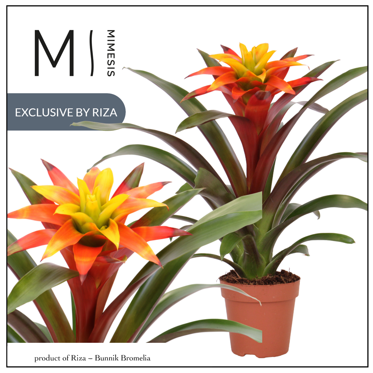 Guzmania Fiero Yellow 42cm 12cm Pot
