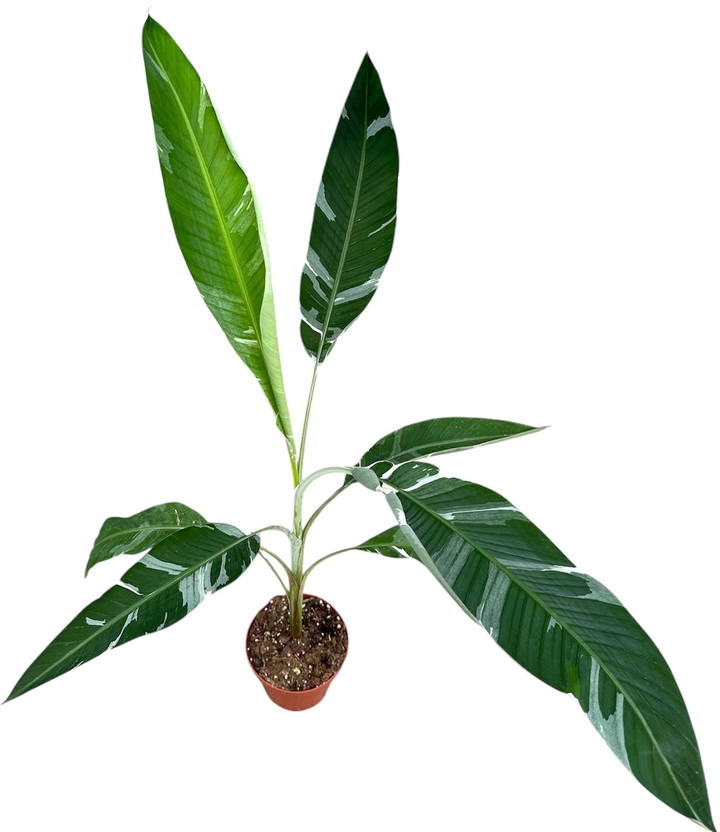 Musa basjoo (Banana) 40cm 17cm Pot