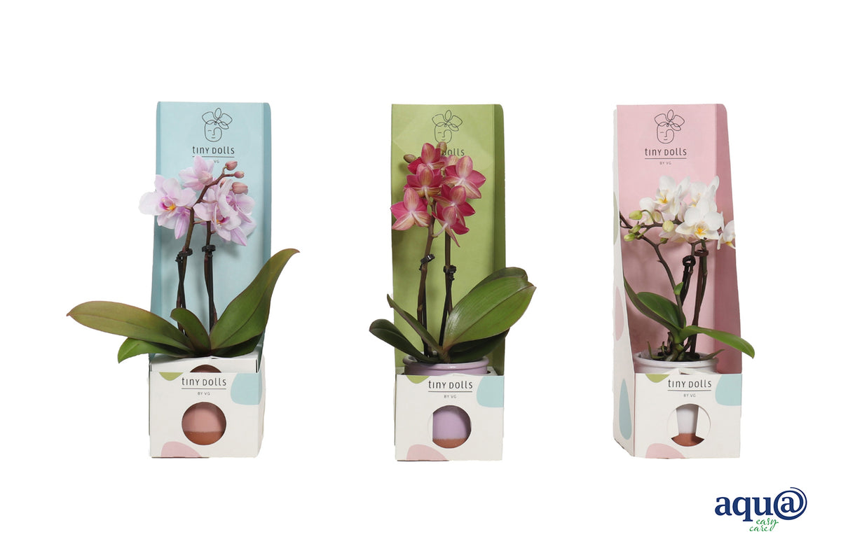 Phalaenopsis hybrid 17cm 6cm Pot